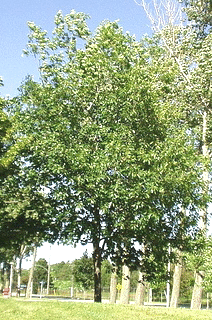 Quercus-ellipsoidalis-Northern-Pin-Oak.gif