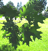 Quercus-ellipsoidalis-leaves.gif