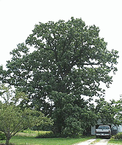 Quercus-macrocarpa-Bur-Oak.gif