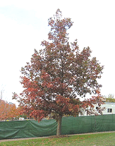 Quercus-macrocarpa-Bur-Oak--Mossycup-Oak-form.gif