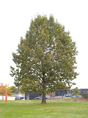 Quercus-rubra-Northern-Red-Oak.gif