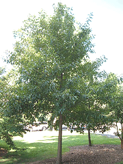 Quercus-imbricaria--Shingle-Oak--by-Max-and-Katja.gif