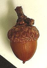 Quercus-imbricaria-acorn.gif