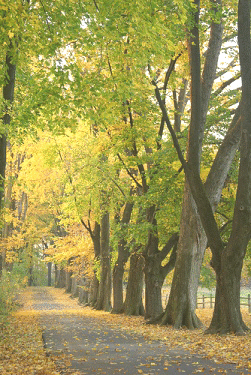 Elm-trees-line-street.gif