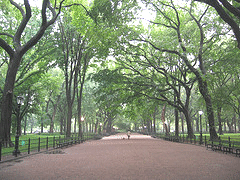 American-Elms-Central-Park.gif