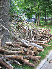 Dutch-Elm-removal.gif