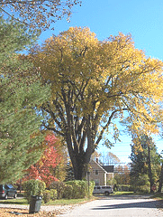 Ulmus-Americana--American-Elm.gif