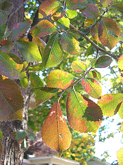 Ulmus-carpinifolia-x-Ulmus-parvifolia-hybrid--Frontier--leaves.gif