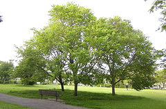 -Sapporo-Autumn-Gold--North-American-hybrid-elm.gif