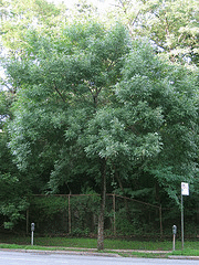 Fraxinus-americana.gif