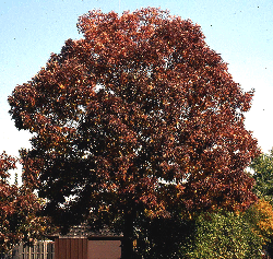 Fraxinus-americana-fall.gif