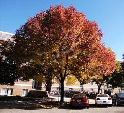 Autumn-Purple-Ash.gif