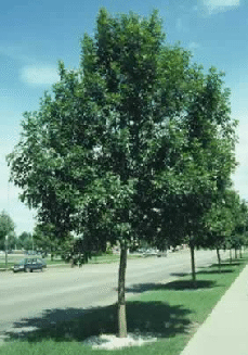Fraxinus-pnnsylvanica--Summit--Seedless.gif