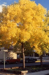 Fraxinus-pnnsylvanica--Summit--fall-color.gif