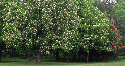 Chestnut-trees-in-bloom-by-Mario.gif