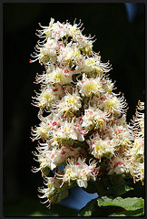 Aesculus-hippocastanum-blooms.gif