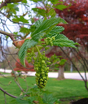 Aesculus-carnea.gif