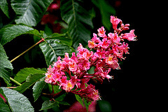 Aesculus-carnea-blooms-by-Phil.gif