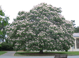 Indian-Horse-Chestnut-by-Tim-Waters.gif