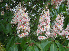 Indian-Horse-Chestnut-flower-by-Tim-Waters.gif