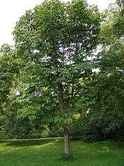 Aesculus-glabra.gif