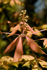 Dwarf-Yellow-Buckeye-Erythroblastos-flower-buds.gif