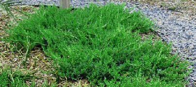 Midwest Gardening Evergreen Index, Fast Growing Juniper Ground Cover