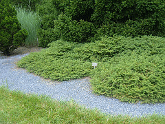 -Tabuliformis--dwarf-Norway-spruce.gif