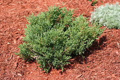 Andorras-Compact-Juniper.gif