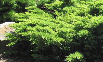 Daub-s-Frosted-Juniper-pfitzer.gif