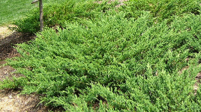 Sargent-Juniper.gif