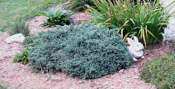 Juniperus-horizontalis--Blue-Prince-.gif