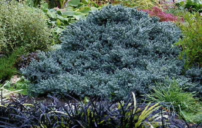 Blue-Star-Juniper-groundcover-by-Jackie-Dee.gif