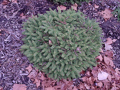 Bird-s-Nest-Spruce.gif