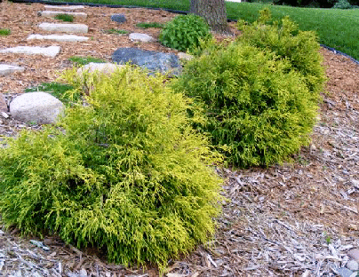 Chamaecyparis-pisifera--Mops--Mops-Golden-Dwarf-Threadbranch-Cypress-by-Midwest Gardening.gif