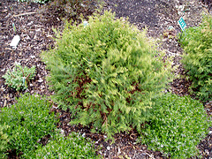 Chamaecyparus-pisifera--Cream-Ball---Sawara-Falsecypress.gif