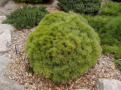 Easter-White-Pine--Sea-Urchin-.gif