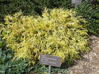 Chamaecyparis-pisifer-Golden-Charm.gif