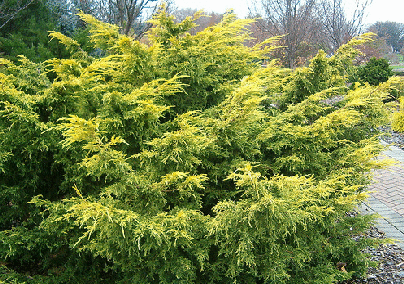 Juniperus-chinensis--Saybrook-Gold-.gif