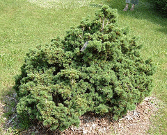 Picea-abies-Nana-Dwarf-Norway-Spruce.gif