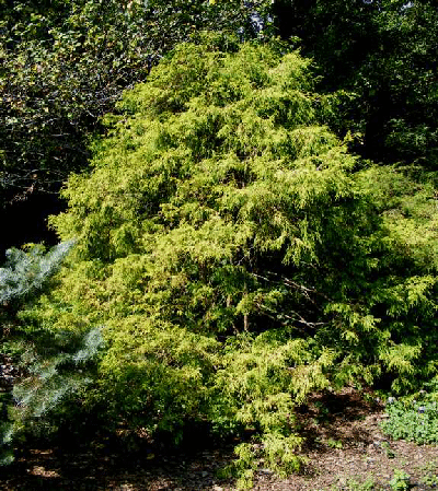 Chamaecyparis-pisifera--Mops--by-Midwest Gardening.gif