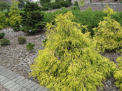 Chamaecyparis-pisifera--filifera--aurea.gif