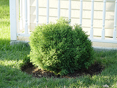 -Heatherbun--Chamaecyparis-thyoides.gif