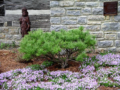 Dwarf-Eastern-White-Pine-by-Gerald-Figal.gif