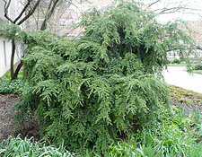 -Pendula--Weeping-Canadian-Hemlock.gif