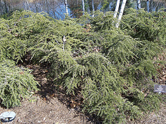 -Sargentii--Canadian-Hemlock.gif