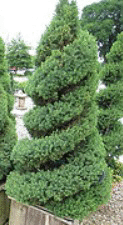 Dwarf-Alberta-Spruce-topiary.gif