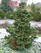 False-Cypress-Hinoki--Compacta--Chameacyparis-obtusa-by-Cliff.gif