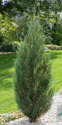 Skyrocket-Juniper-by Midwest Gardening.gif