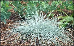 Blue Fescue Festuca glauca.jpg